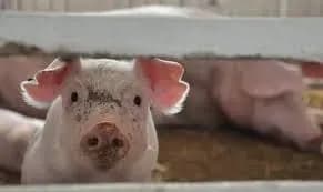 Мінсільгосп Камбоджі повідомив про новий спалах АЧС