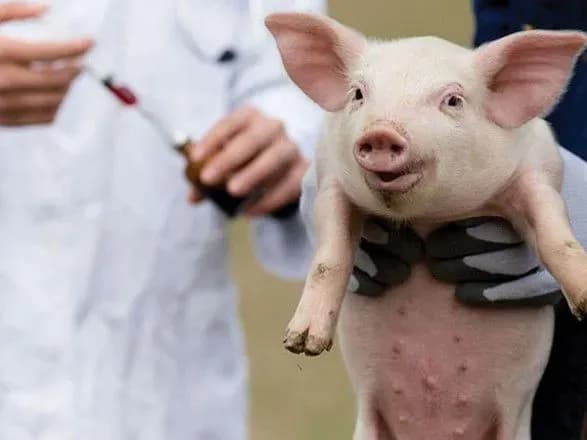 У В'єтнамі розповіли про успіхи в розробці вакцини проти АЧС