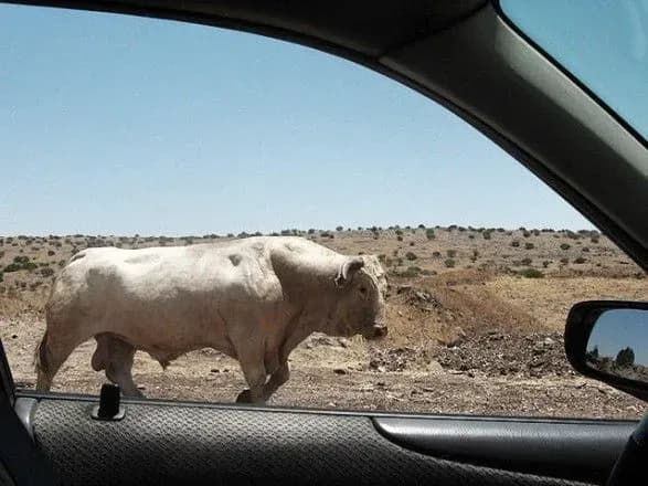 В Ізраїлі бик покалічив підлітка