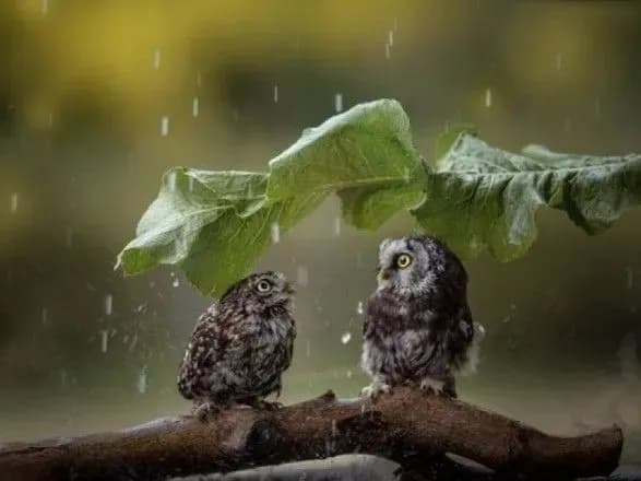 Синоптики дали прогноз погоди на день виборів