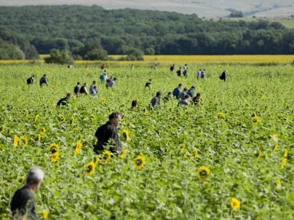 У Нідерландах повідомили про нових свідків у справі про катастрофу МН17