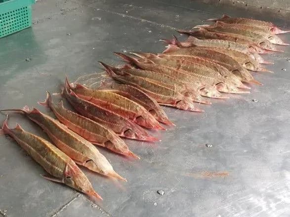 У рейсовому автобусі виявили червонокнижну стерлядь