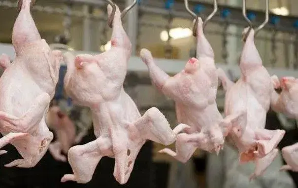 Україна збільшила виробництво курятини