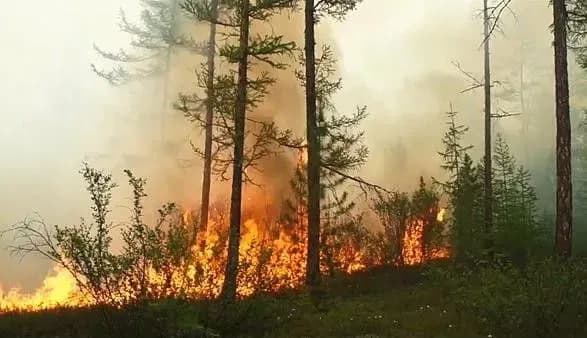 У Гренландії аномальна спека
