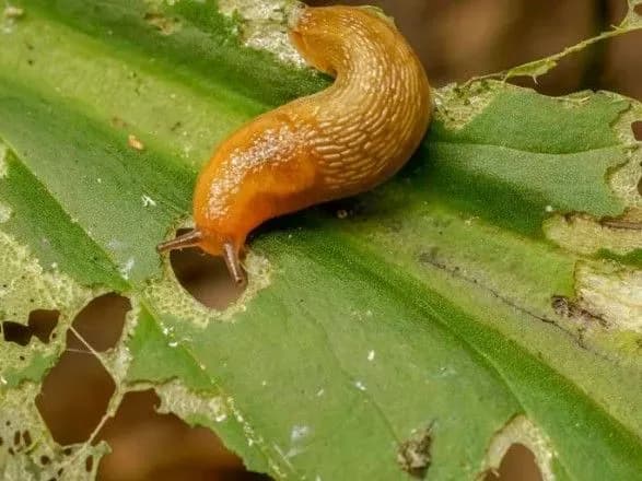 На Прикарпатті масове нашестя іспанських слимаків