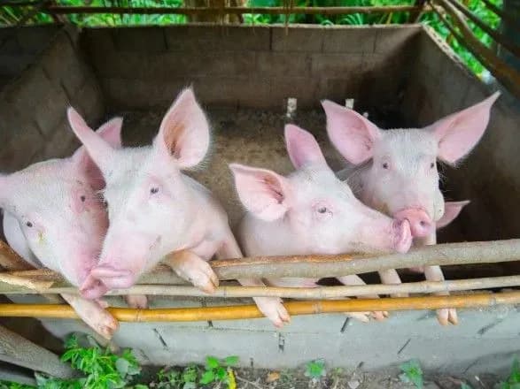 У Болгарії зафіксували нові спалахи АЧС