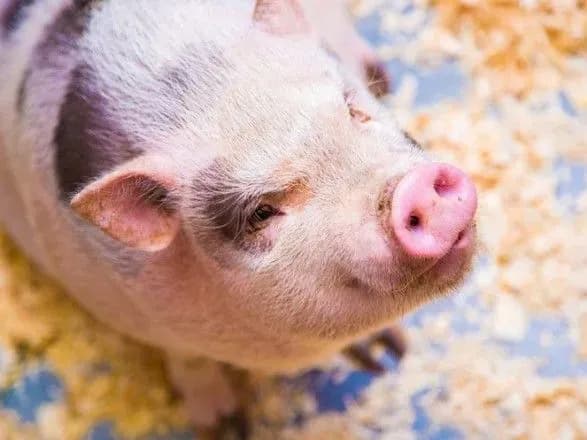 У Держпродспоживслужбі розповіли про компенсації постраждалим внаслідок АЧС