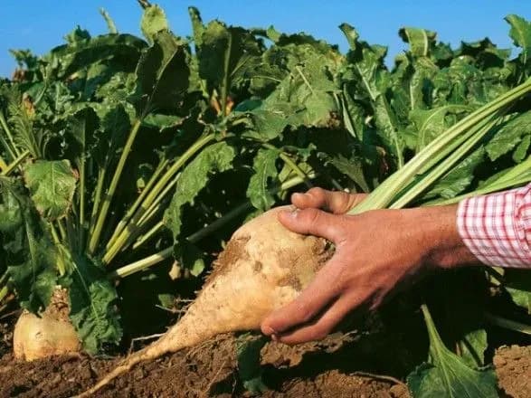 Аграрії в Україні почали збирати цукрові буряки