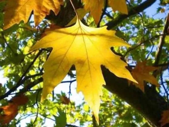 У Києві вже четвертий місяць поспіль виявився скупим на опади