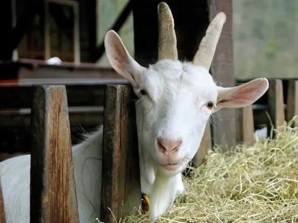 У центрі Києва вигулювали кіз