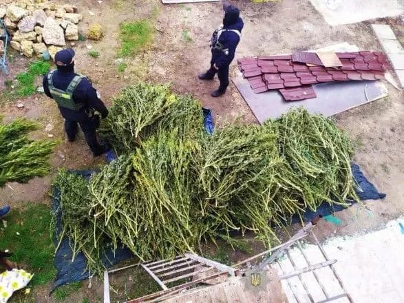 У Херсоні вилучили канабіс на майже три мільйони гривень