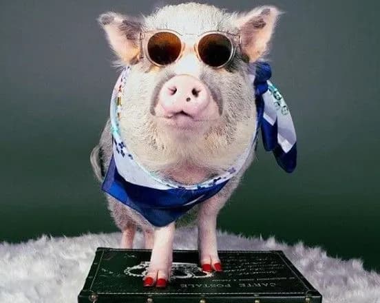 В американському аеропорту свинка Лілу заспокоює людей перед польотом