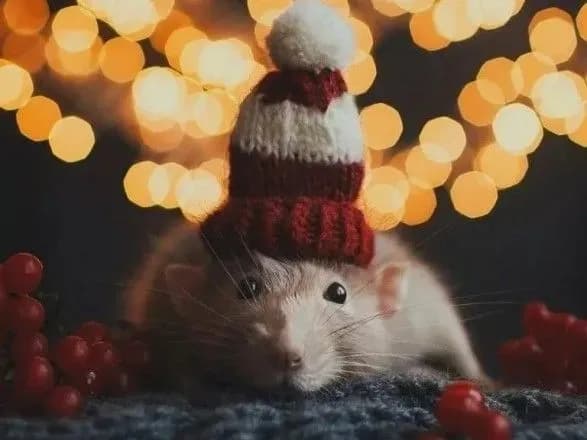 Що приготував українцям Білий металевий Щур: астропрогноз на 2020 рік