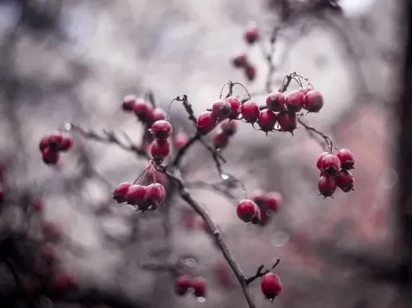 Нинішній грудень може стати найтеплішим у Києві за майже 60 років - кліматолог