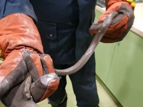 У Дніпрі рятувальники дістали змію з житлового будинку
