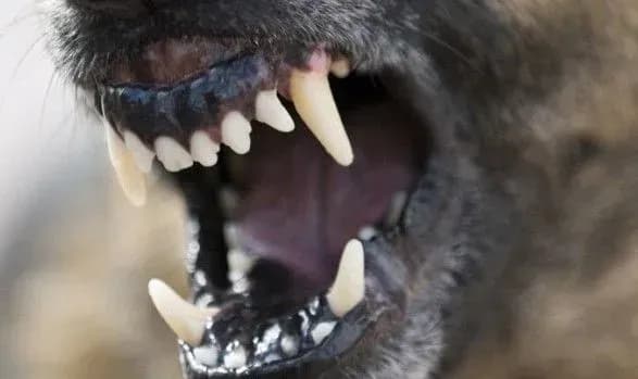 Скажена вівчарка покусала трьох людей на Кіровоградщині