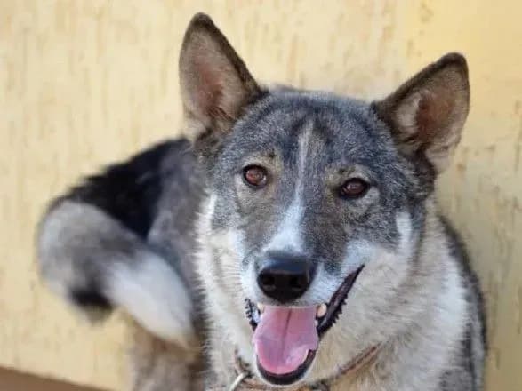 В Україні за рік на третину скоротилась захворюваність на сказ серед тварин