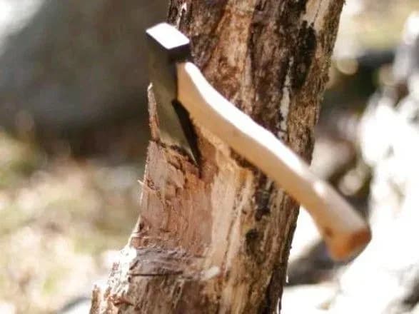 У Києві затримали “чорних лісорубів”, які орудували у заказнику Пуща-Водиця