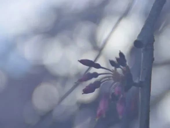 Тепла погода утримається найближчими днями - синоптики