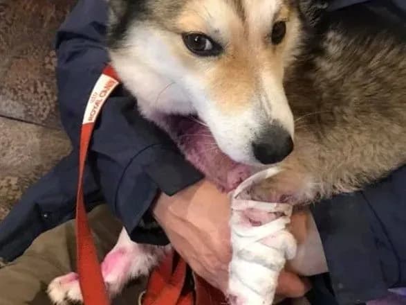 Слідство отримало результати другої експертизи Барсика, який став жертвою знущання чиновника на Хмельниччині