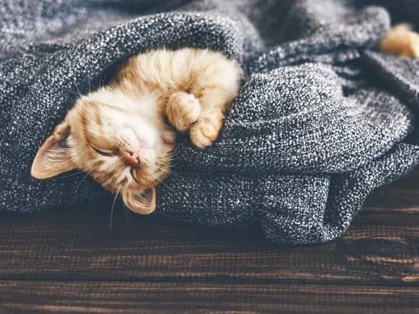 Від заморозків до 21° тепла: синоптики дали прогноз погоди на сьогодні