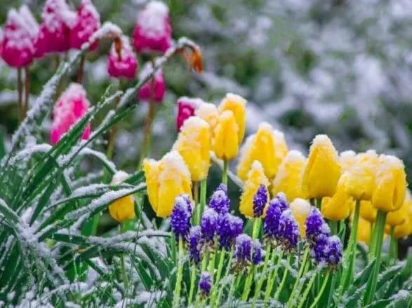 Синоптики попередили про заморозки майже на всій території України