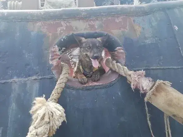 Собака Джесси, которая побывала в плену РФ, вернулась на "Яны Капу"