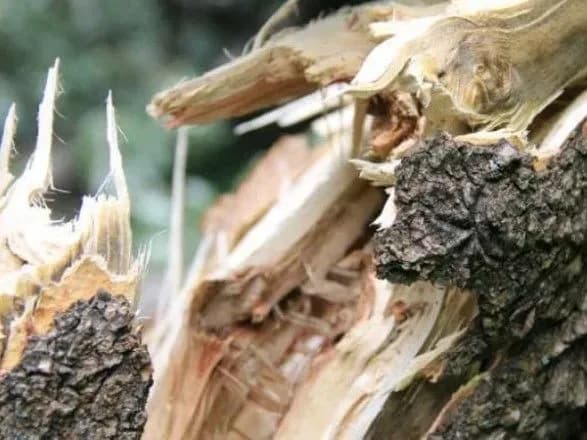 Через негоду від падіння дерев постраждали четверо людей