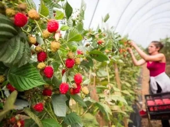 Польша оплатит тестирование на коронавирус украинских сезонных работников - посол