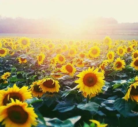 Від 13° до 33° тепла: прогноз погоди на сьогодні