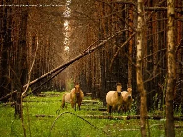 Українцям показали, як виглядає відновлення Чорнобильського заповідника після пожеж