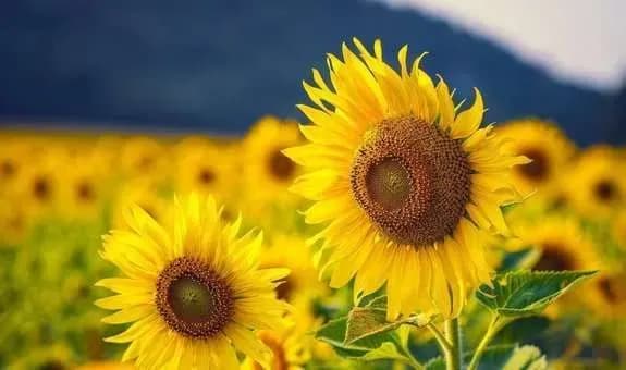 Кліматологи розповіли про погоду на День незалежності за 29 років