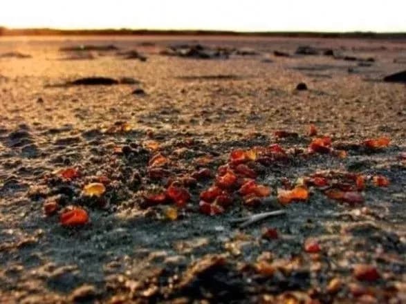 В Украине выставили на аукцион 36 янтарных участков