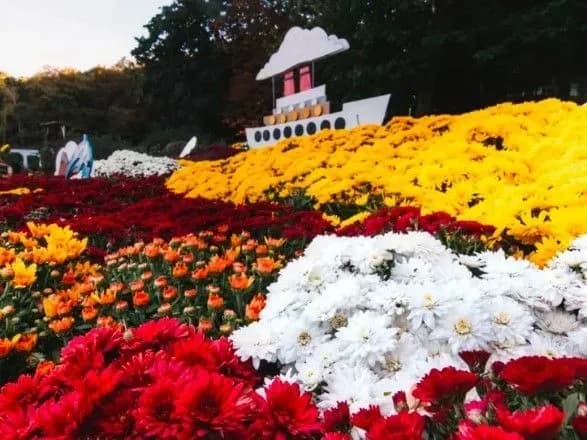 На Співочому полі відкриється виставка хризантем