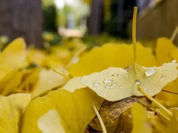 Температура вночі у столиці побила рекорд 1893 року