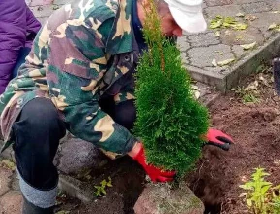 Екологічне лідерство: МХП масштабує свою програму із висадки дерев