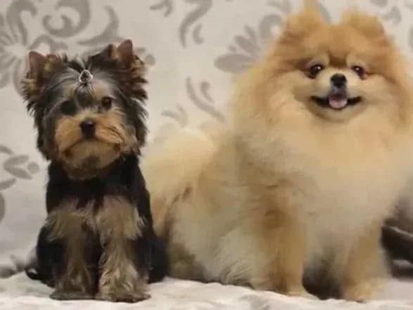 У львівському суді розглянули бійку йорка та шпіца