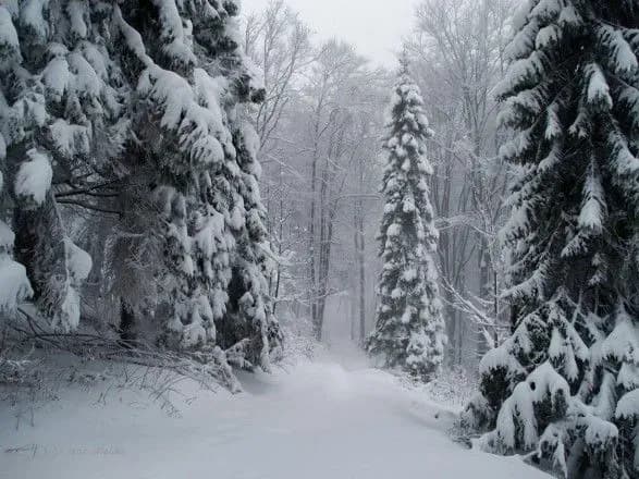 У Карпатах випало майже 40 см снігу