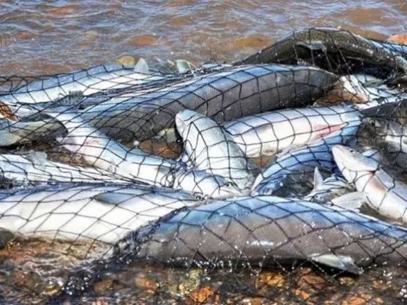 У 2020 році браконьєри виловили риби на близько 110 млн грн