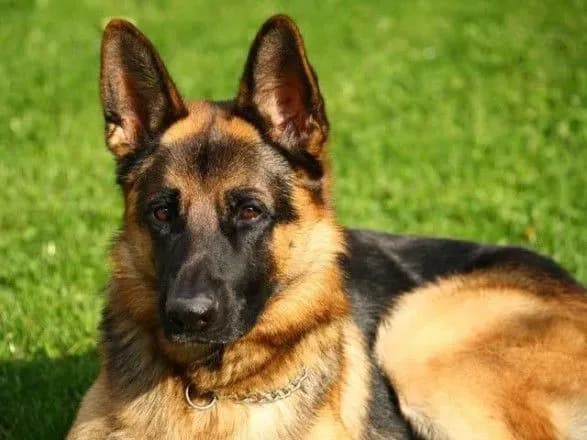 В Житомирской области мужчину обвиняют в расчленении животных: ему грозит до 8 лет заключения