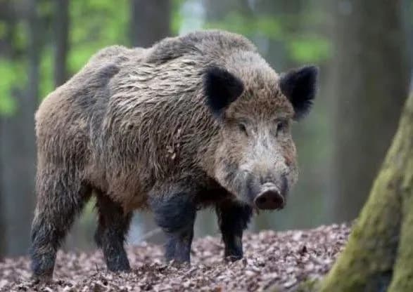 У Запорізькій області свині розрили кладовище