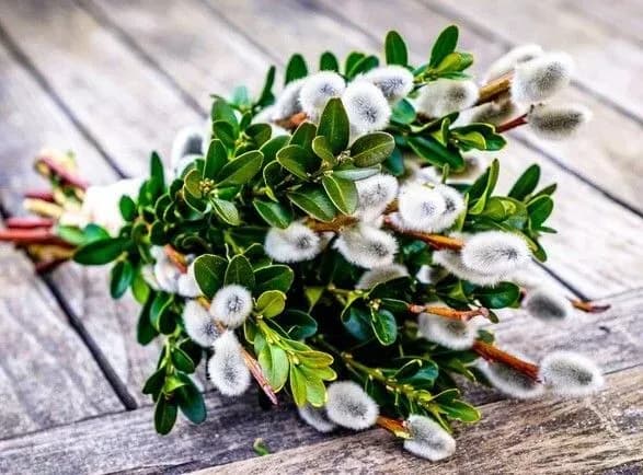 Православні сьогодні святкують Вербну неділю