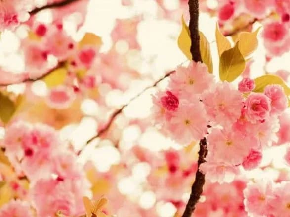 17 травня: які сьогодні свята