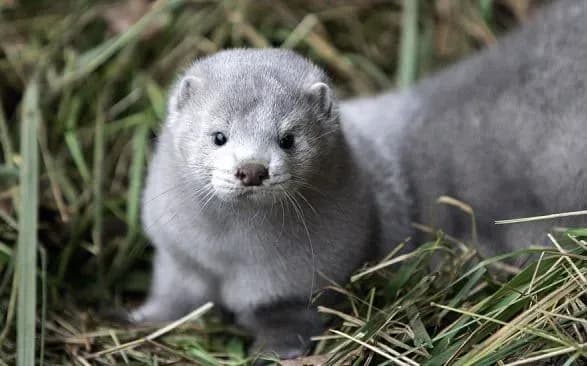 Ізраїль став першою країною, що заборонила продаж хутра