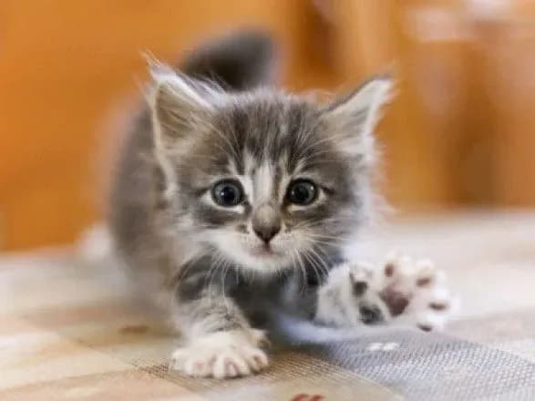 У Києві у цілодобовій ветеринарній клініці загинуло кошеня. Лікар прийшов лише вранці