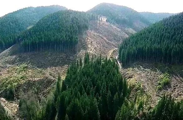 РНБО готує засідання щодо лісової галузі