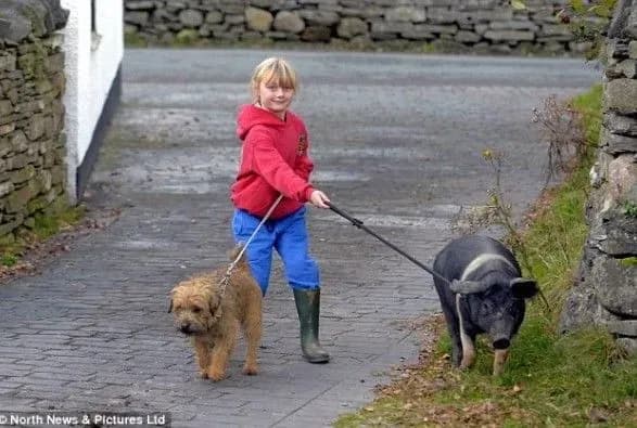 Собаки відмінно співіснують з домашніми свинями: 5 історій про це