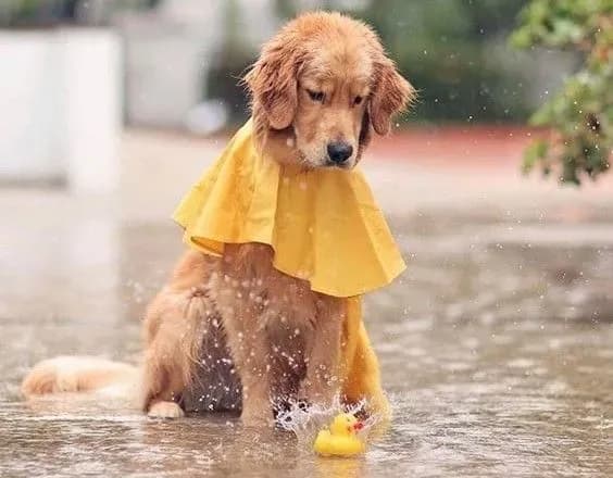 Під кінець тижня в Україну прийдуть дощі: прогноз синоптиків