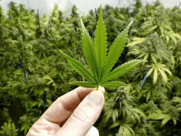 У Люксембурзі дозволили вирощувати канабіс у домашніх умовах