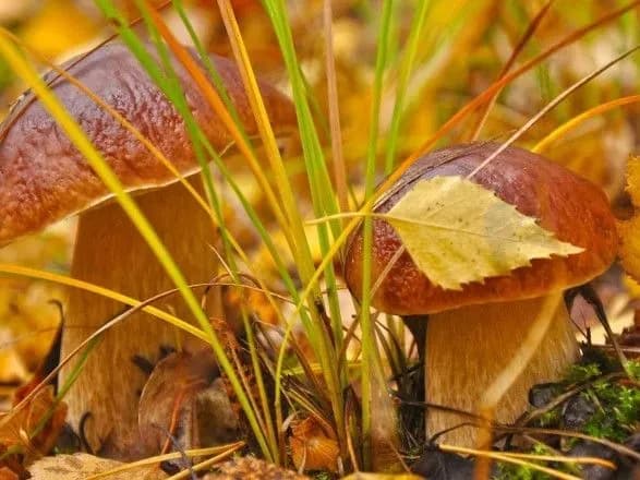 Синоптики дали прогноз на перший день листопада